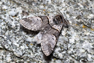 Furcula bifida (hranostajník osikový)