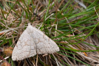 Polypogon strigilata (žlutavka dubová)