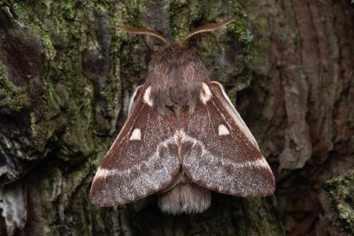 Eriogaster lanestris (bourovec březový)