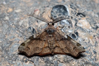 Achrosis sp.