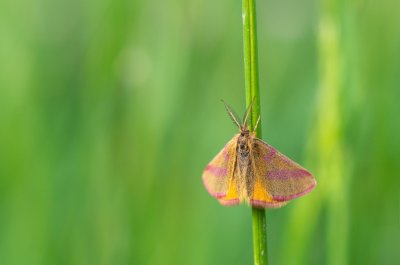 Lythria purpuraria (rudopásník šťovíkový)