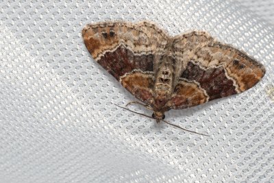 Xanthorhoe spadicearia (píďalka jitrocelová)