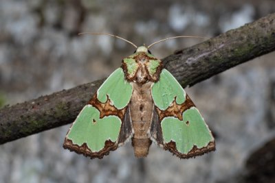 Staurophora celsia (travařka ozdobná)