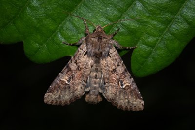 Apamea sordens (šedavka obilná)