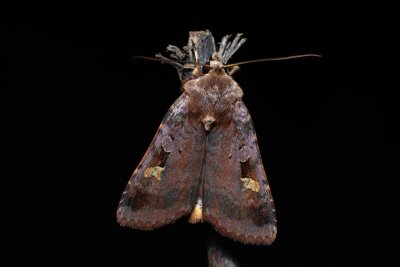 Diarsia brunnea (osenice hnědá)