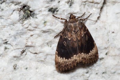 Amphipyra perflua (blýskavka lemovaná)