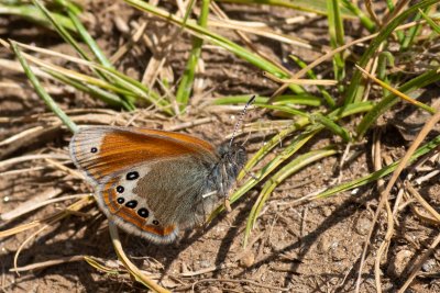 Coenonympha gardetta (okáč alpský)