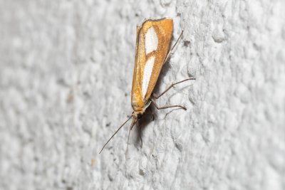 Catoptria conchella (-)