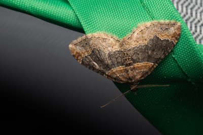 Xanthorhoe ferrugata (píďalka hojná)