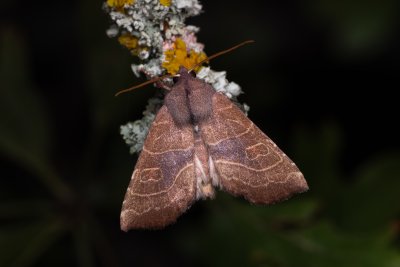 Atethmia ambusta (zlatokřídlec hrušňový)