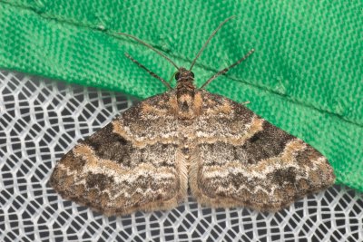 Pterapherapteryx sexalata (šedokřídlec vrbový)