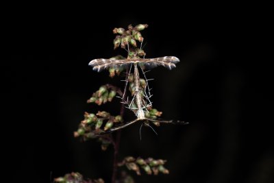 Oxyptilus distans (pernatuška škardová), PP Pánov
