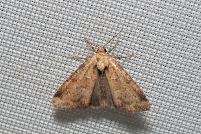 Photedes minima (travařka nejmenší)