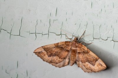 Pelurga comitata (píďalka mochnová)