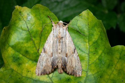 Apamea lithoxylea (šedavka žlutavá)
