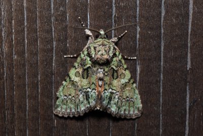 Polyphaenis sericata (blýskavka žlutokřídlá)
