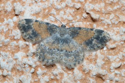 Charissa variegata (-)