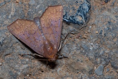 Rusicada sp.