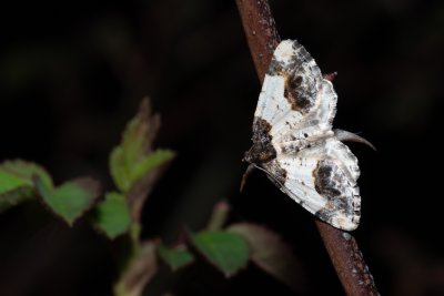 Ligdia adustata (skvrnopásník brslenový)