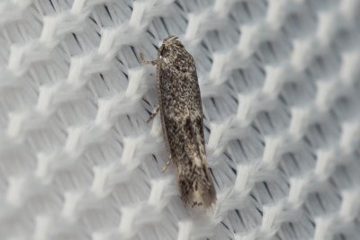 Elachista sp.