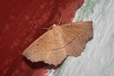 Gerinia honoraria (běločárník dubový)