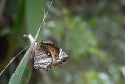 Elymnias hypermnestra (-)