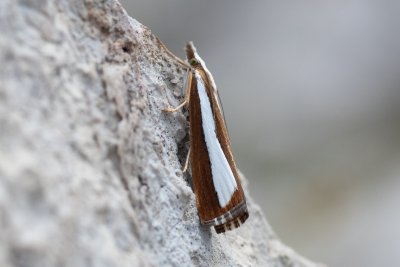 Catoptria pyramidellus (-)