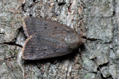 Amphipyra tragopoginis (blýskavka obecná)