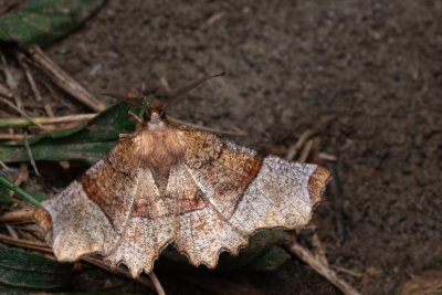 Selenia lunularia (zejkovec maliníkový)