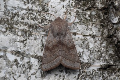 Orthosia opima (jarnice šedá)