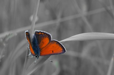 ohniváček modrolemý