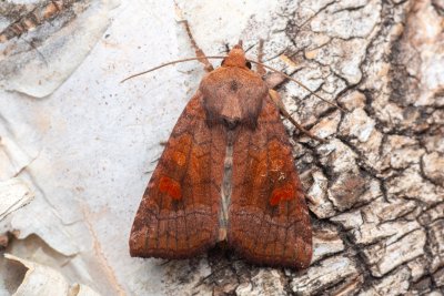 Amphipoea lucens (travařka rašeliništní)