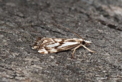 Catoptria confusellus (-)