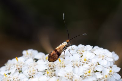 Nemophora minimella (-)