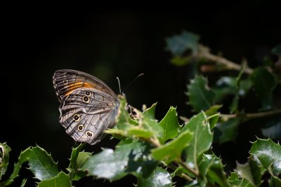 Kirinia roxelana (-)