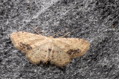 Idaea dimidiata (žlutokřídlec měsíčkový)