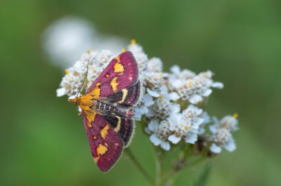 Pyrausta purpuralis (zavíječ purpurový)
