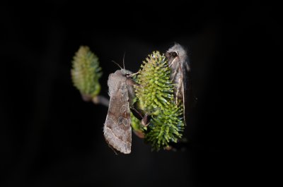 Orthosia incerta (jarnice březnová), Žebětín