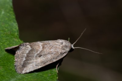 Phyllophila obliterata (světlopáska pelyňková)