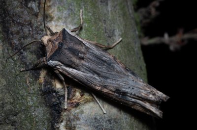 Xylena exsoleta (dřevobarvec bodlákový)