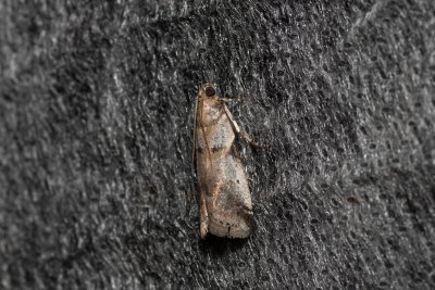 Acrobasis fallouella (-)