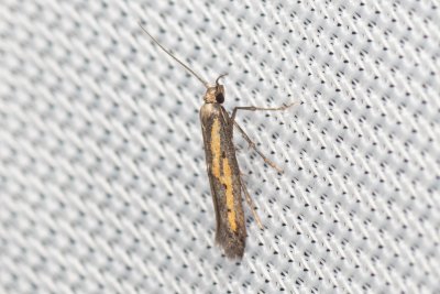 Ochromolopis ictella (zoubkovníček pestrý)