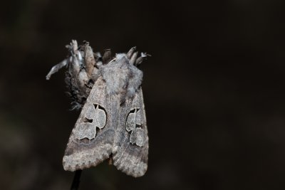 Perigrapha i-cinctum (můra ozdobná)