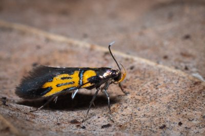 Schiffermuelleria schaefferella (krásněnka podkorní)