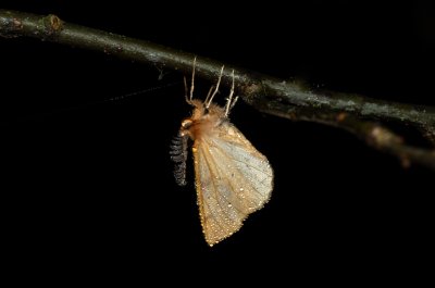 Colotois pennaria (zejkovec pozdní), Podkomorské lesy