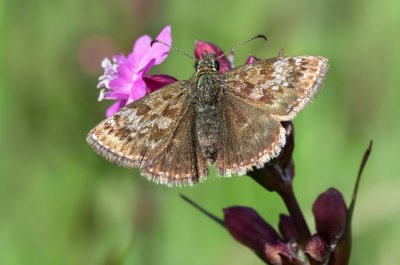 soumračník máčkový