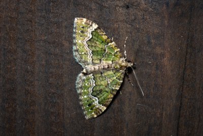 Colostygia olivata (píďalka olivová)