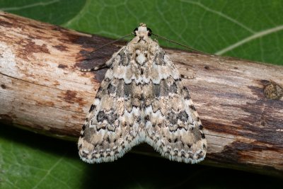 Bryophila domestica (šípověnka perlová)