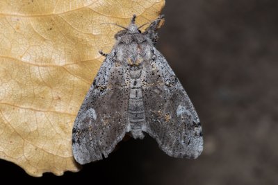 Dicallomera fascelina (štětconoš jetelový)