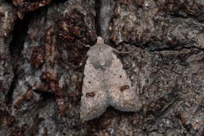 Caradrina kadenii (blýskavka hnědoskvrnná)